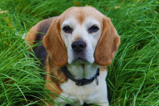 Cachorro Beagle