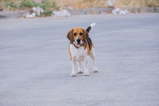 Cachorro Beagle