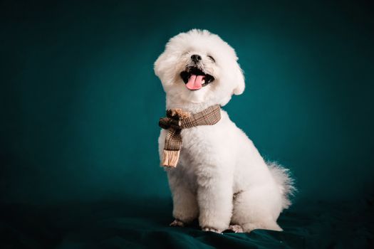 Cachorro Bichón Frisé