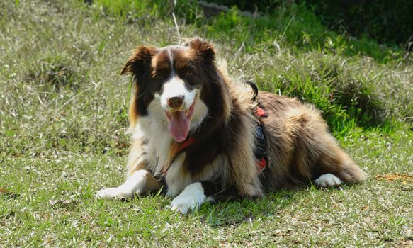 Cachorro Border Collie