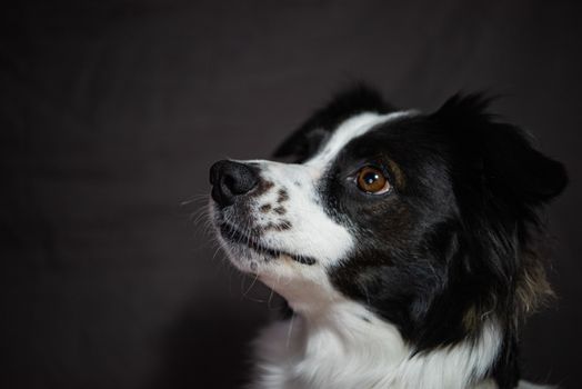 Cachorro Border Collie