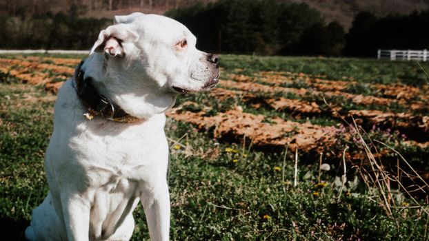 Cachorro Bóxer