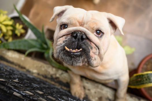 Cachorro Bulldog Francés