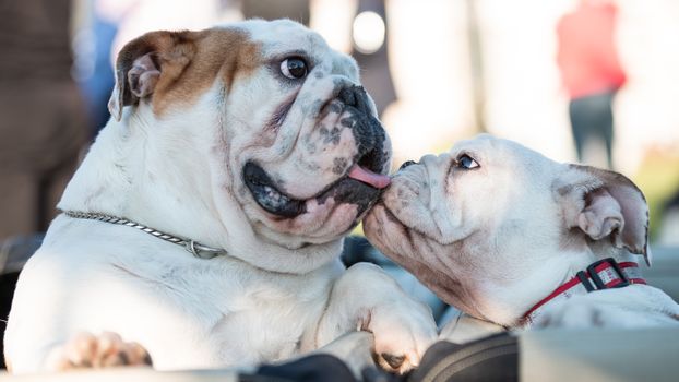 Cachorro Bulldog Inglés