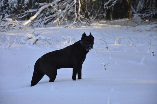Cachorro Cane Corso