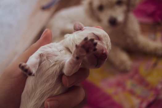 Cachorro Caniche