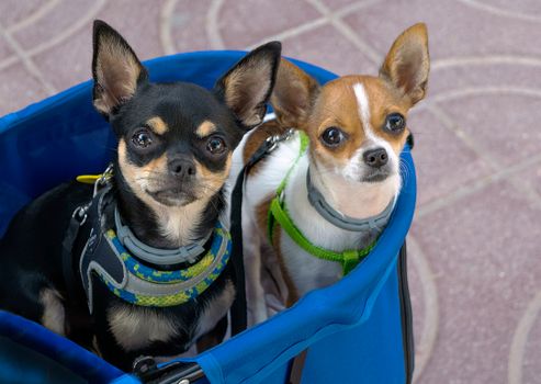 Cachorro Chihuahua