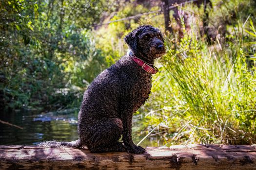 Cachorro De agua espanol