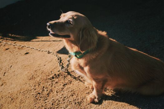 Cachorro Dovon