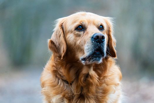 Cachorro Golden Retriever