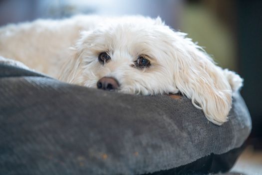 Cachorro Maltipoo