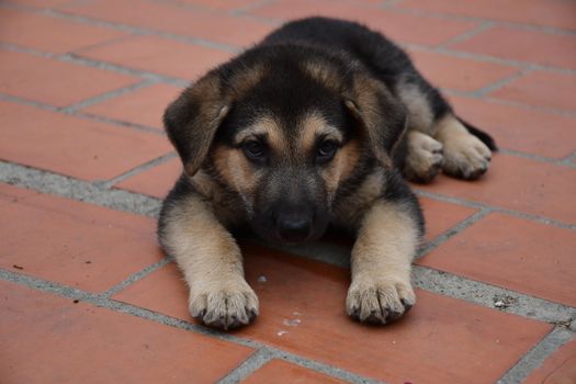 Cachorro Pastor alemán