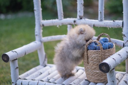 Cachorro Pomerania