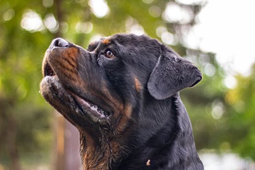 Cachorro Rottweiler