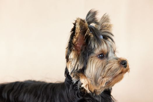 Cachorro Yorkie