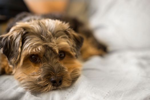 Cachorro Yorkie