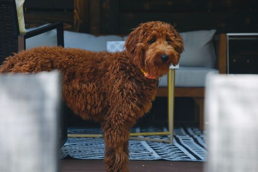 Cachorros Goldendoodle