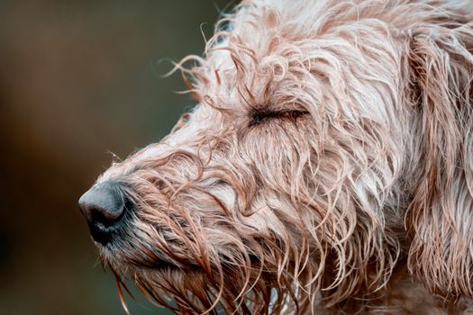 Cachorros Goldendoodle
