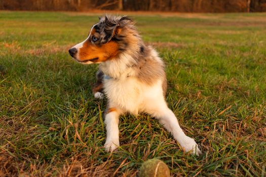 Cachorros Pastor Australiano