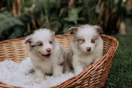 Cachorros Pastor Australiano