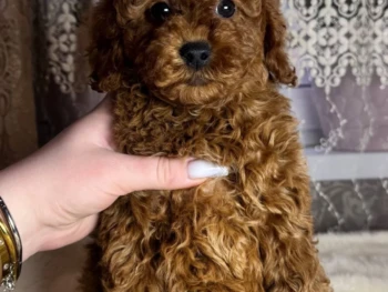 Cachorro Caniche
